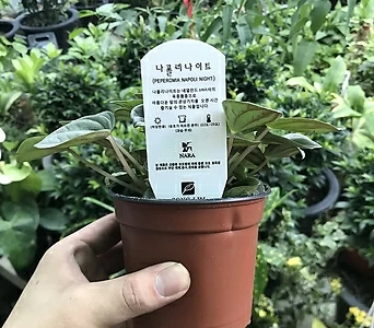 나폴리나이트(공기정화식물)에덴로소실버 1
