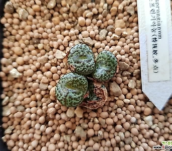 Conophytum 오브코델룸种子5립(우르스프런기아눔류문种子CS054) 5 1