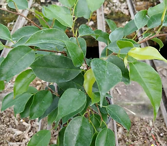 원종벤자민나무-1급공기정화식물 1