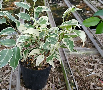 원종벤자민나무2개-1급공기정화식물 1