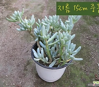 [허브여울다육]蓝松(청월)지름15cm中品다육花盆 []   15cm 1