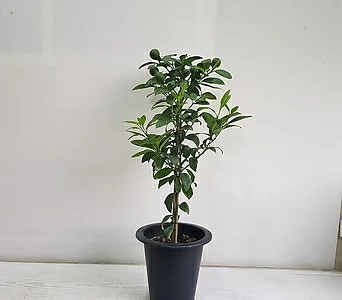 오렌지레몬나무/공기정화식물/반려식물/온누리 꽃농원 1