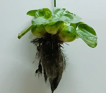 Eichhornia crassipes  1