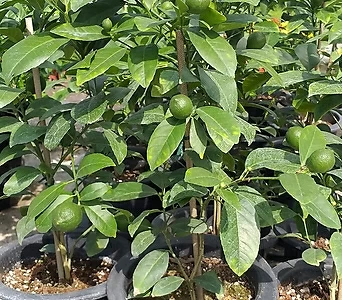 오렌지레몬나무/한목대/일자형 1