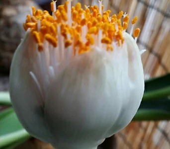 알비프로스.헤만투스.털군자란.밍크붓꽃(튤립형흰색꽃).꽃대있어요.몸 두개입니다~. 1