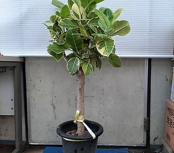 Ficus elastica /105 1