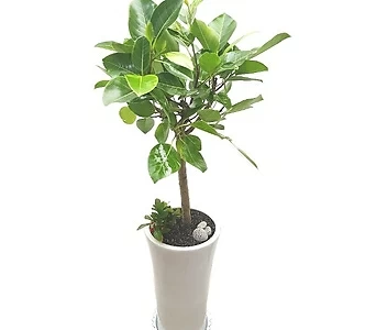 뱅갈고무나무 흰색사기분 개업선물 공기정화식물 1