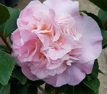 Camellia japonica -  48 1