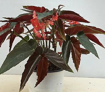 Begonia lucerna  1
