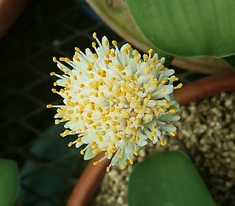 알비프로스.헤만투스.털군자란.밍크붓꽃(흰색꽃)꽃대.자구 몸이많이붙어있어요.자구모듬. 1