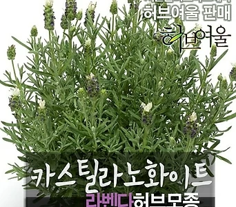 [허브여울] 마리노라벤다(라벤더 Marino Lavender) 지름 10cm소품화분 허브 1