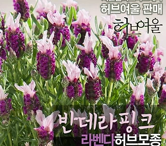 [허브여울모종] 반데라 핑크 (라벤다 노지월동)  상토만사용 서울육묘생산 정품허브모종 1