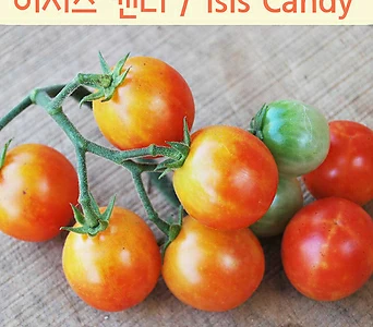 이시스캔디 Isis Candy Cherry 달콤한희귀토마토 교육체험용 세트 1