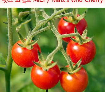 매츠와일드체리Matt'sWildCherry달콤희귀토마토교육체험용세트 Matt 1