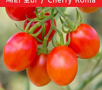 체리 로마 Cherry Roma 달콤한 토마토 희귀토마토 교육 체험용 1