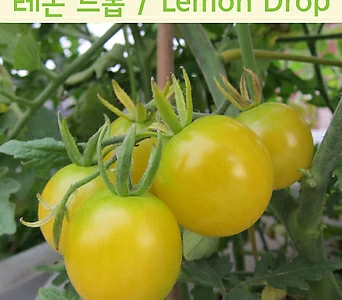 레몬드롭LemonDrop산뜻한토마토희귀토마토교육체험용 Lemon Drop 1