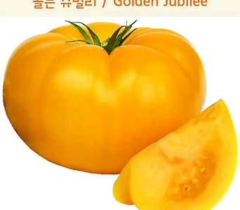 골든쥬빌리 Golden Jubilee 달콤희귀토마토교육체험용 1