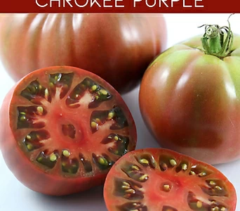 체로키퍼플 Cherokee Purple 희귀토마토 교육 체험용 1