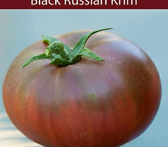 블랙러시안크림 Black Russian Krim희귀토마토 교육체험용 1