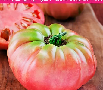 거대한벨지움 핑크 Giant Belgium Pink희귀토마토 교육체험용 1