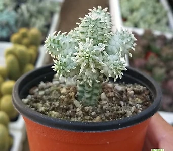 Euphorbia submamillaris  1