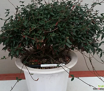 Trachelospermum asiaticum ..,.. .. 1