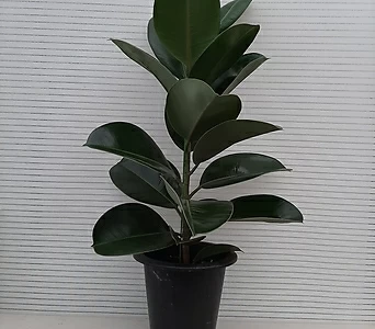 Ficus elastica //80 1