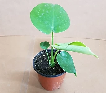 [T]몬스테라(S2) 2019 새상품/인테리어식물/공기정화에 탁월한 고급 식물 1