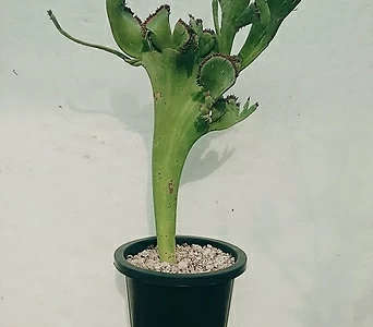 마우리타니카 철화 Euphorbia mauritanica crest 아프리카다육 1