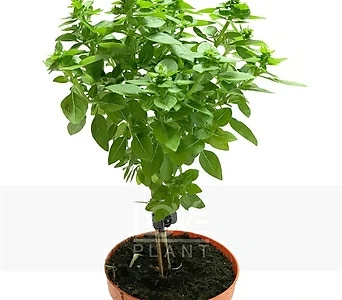 바질트리 민트 바실 식용 허브 모종 바질 나무 키우기 실내 공기정화 식물 인테리어 화분 1