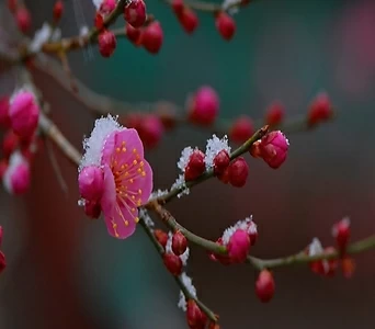 매화나무 묘목 진분홍꽃 홍매화 (설중매) 접목1년특묘,같이가치농원 1