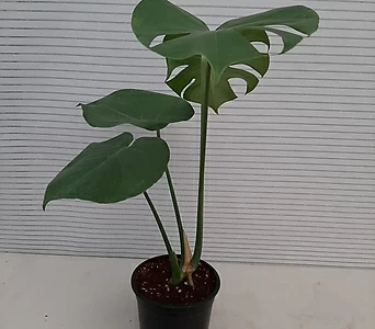 몬스테라/공기정화식물 1