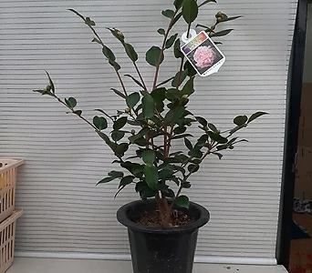 Camellia japonica / /90 1