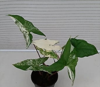 Syngonium podophyllum albo variegatum / 1