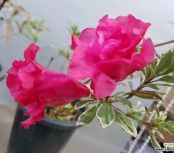 Rhododendron schlippenbachii  1