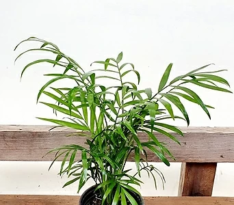 공기정화식물 테이블야자 수경재배 1