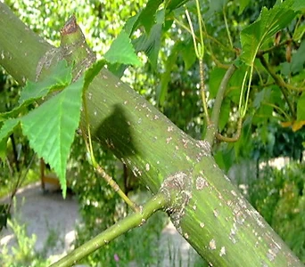 벌나무 묘목 산청목  (산겨릅) 1년생특묘,같이가치농원 1