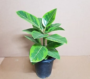 [C]뱅갈고무나무(M2) 2019 새상품/공기정화식물/고무나무 1