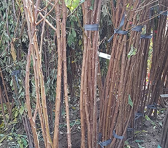 살구나무(하코트)접목1년/살구묘목/살구나무묘목 1