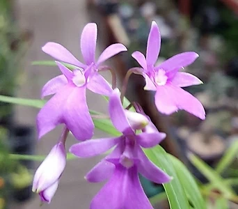 Epidendrum centradenia / 1