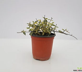 Trachelospermum asiaticum [] 1