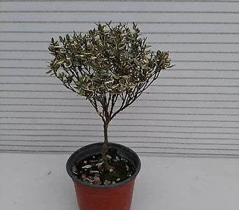 Trachelospermum asiaticum / 1