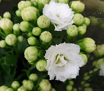 [진아플라워] 몽글몽글 겹꽃 가랑코에 칼란디바 035 1
