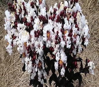 자엽백일홍나무 자엽배롱나무 (블랙다이아몬드) 흰색꽃, 삽목2년 화분묘,같이가치농원 1