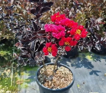 자엽백일홍(블랙다이아몬드)빨강꽃,삽목2년,같이가치농원 1