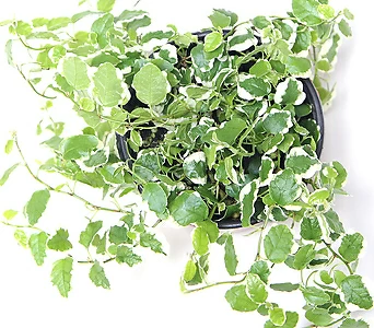 실내공기정화식물 거실화분 플랜테리어 화초 관엽식물 푸미나 푸밀러 푸밀라   1
