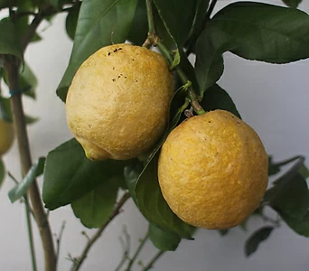 레몬나무(중) 1