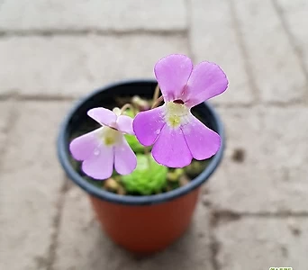 Viola mandshurica W.BECKER.  1