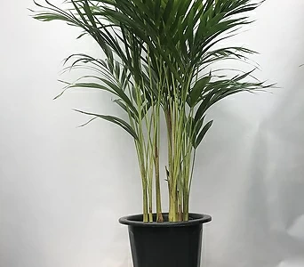 아레카야자 공지정화 키우기 쉬운 관엽식물 1