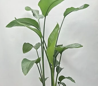 여인초 키우기쉬운 공기정화식물 대형 1